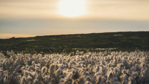 Cotton community