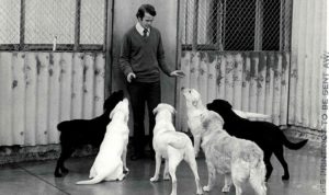 Guide dog instructor John Gosling with Dogs